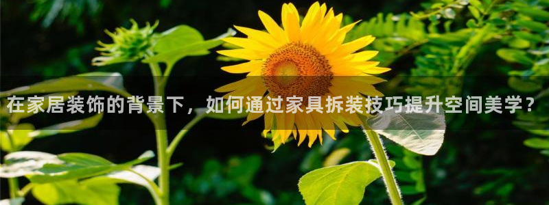 先锋互动娱乐