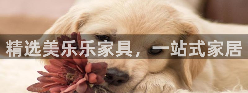 先锋电子车载娱乐系统